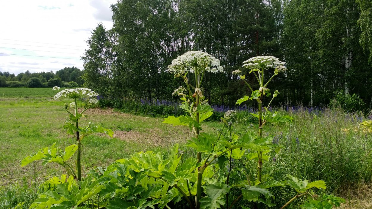 Борщевик ядовитое растение