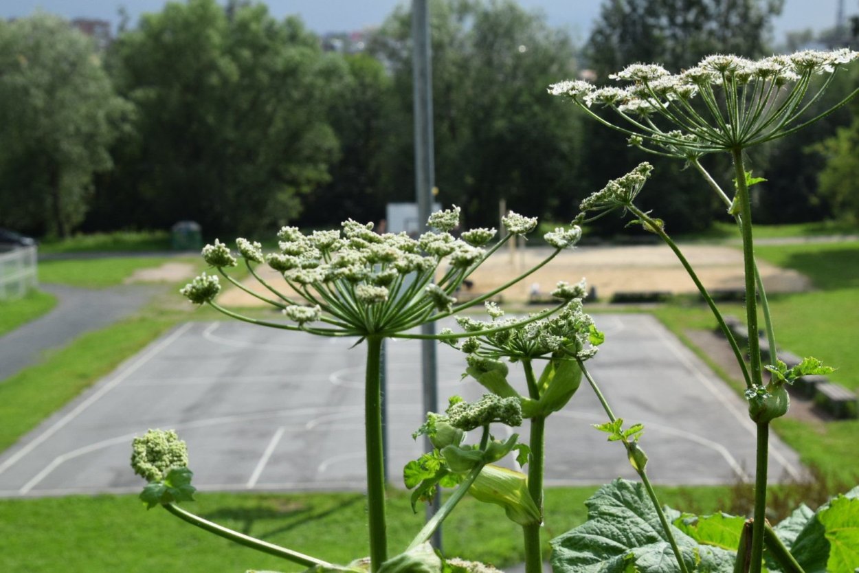 Пиканы трава фото