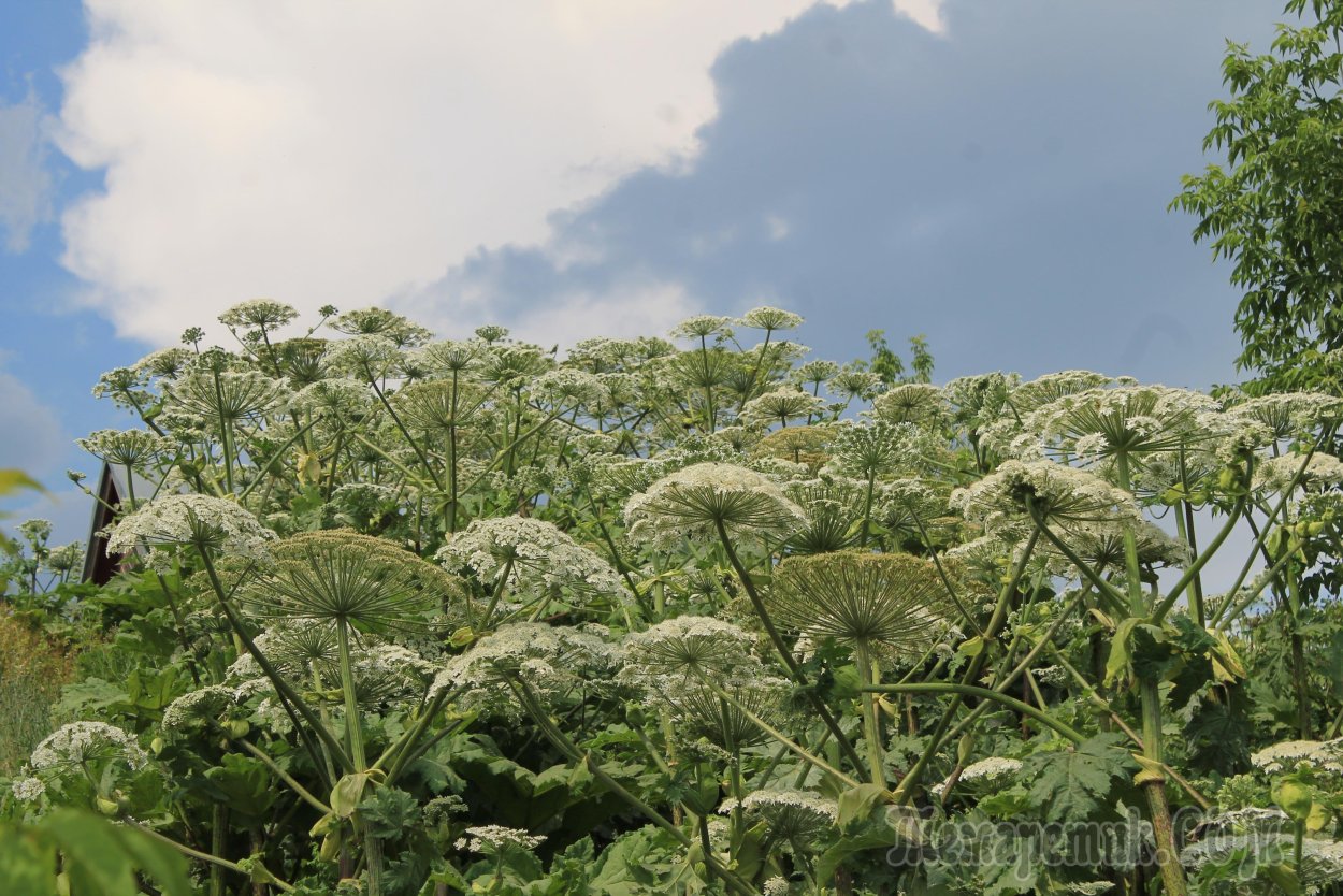 Клевер зелень