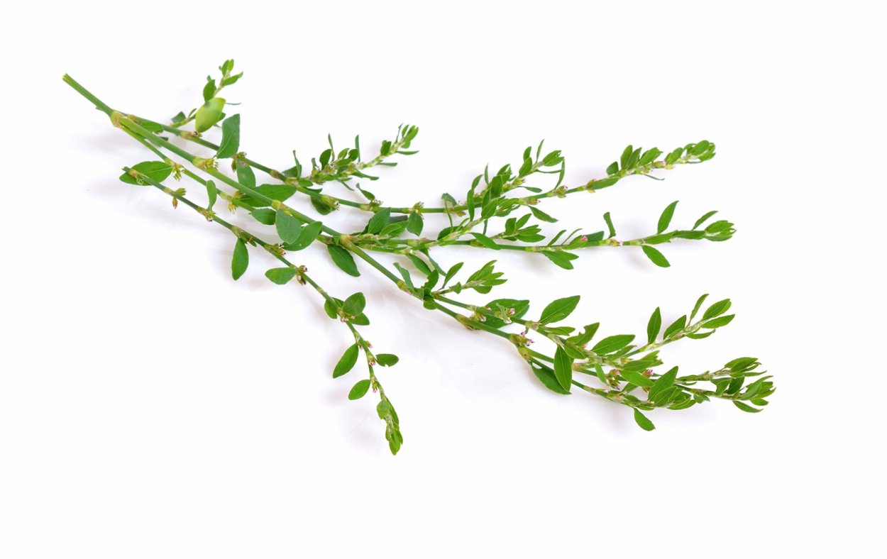 Горец птичий спорыш