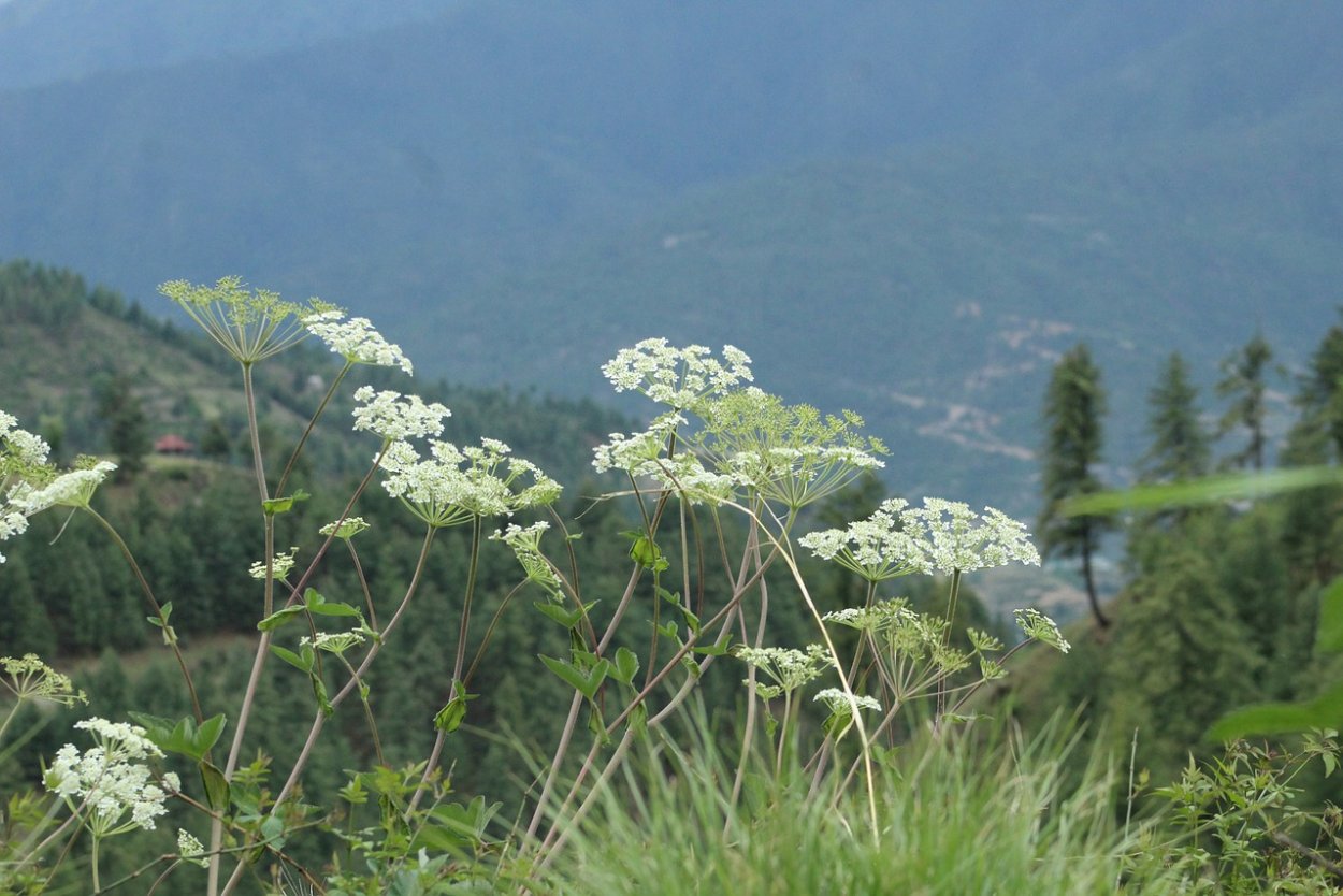 Болиголов Дикая морковь