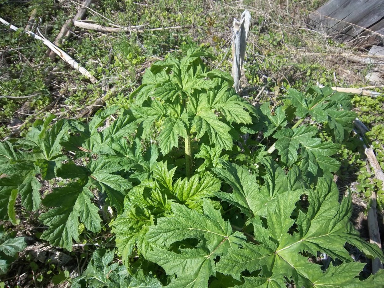 Ядовитый борщевик Сосновского