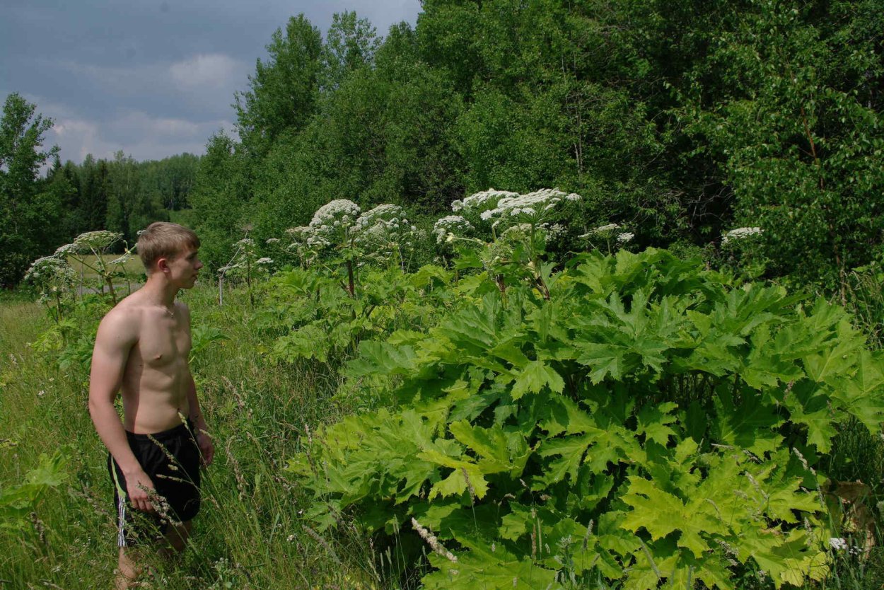 Вёх ядовитый и борщевик