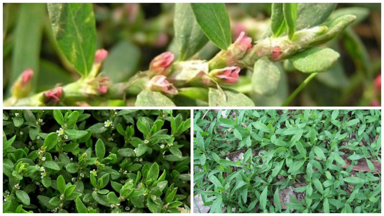 Горец птичий (спорыш) трава 50 г БАД