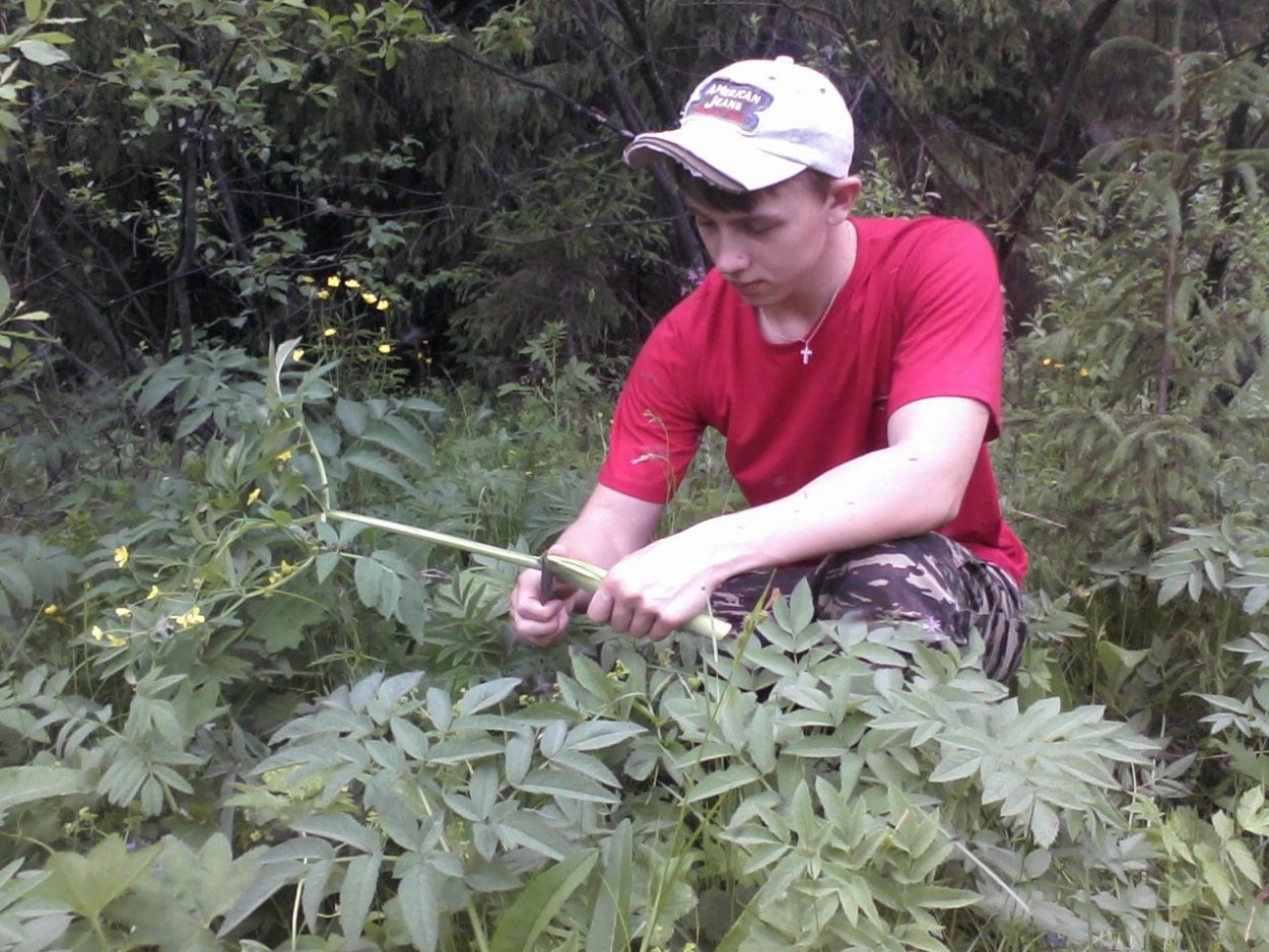 Борщевик Сибирский ядовитый