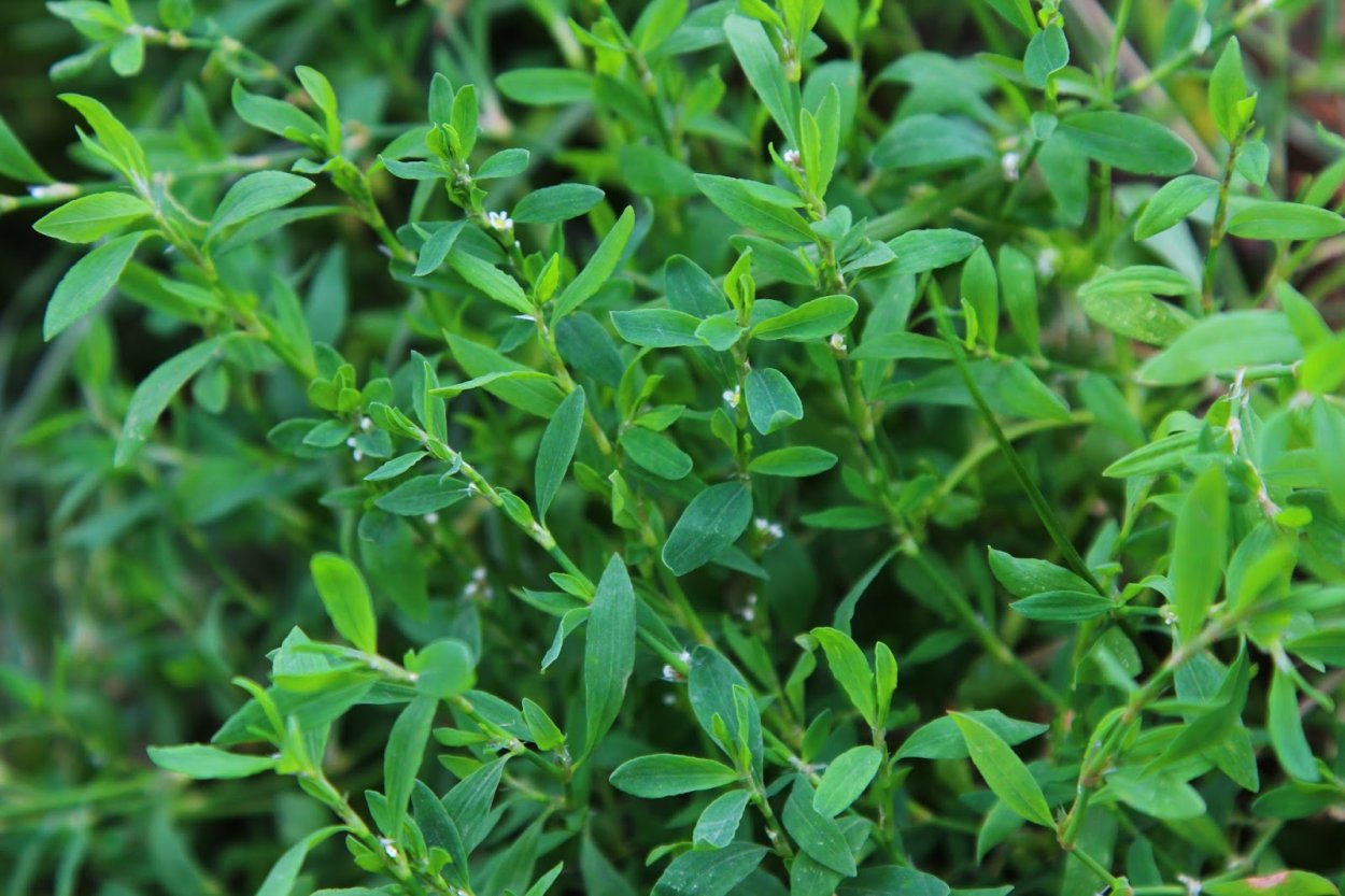 Горец птичий (спорыш) (Polygonum aviculare)