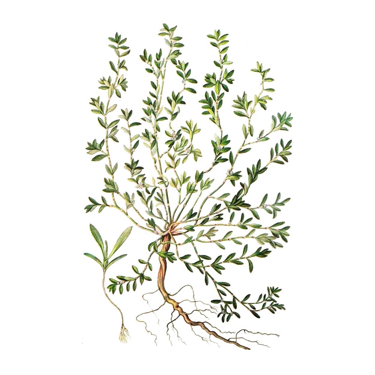 Горец птичий спорыш