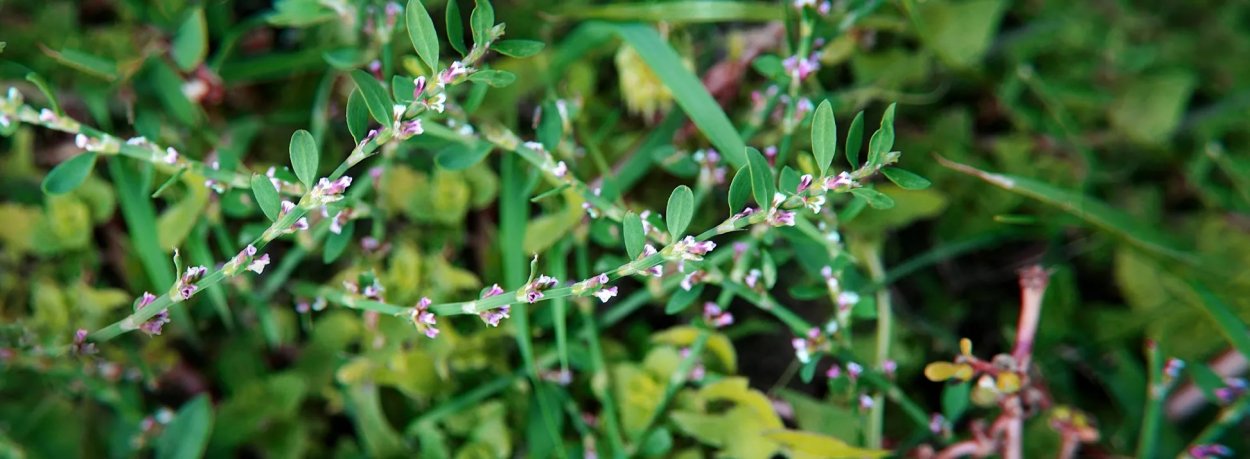 Трава Птичья гречишка