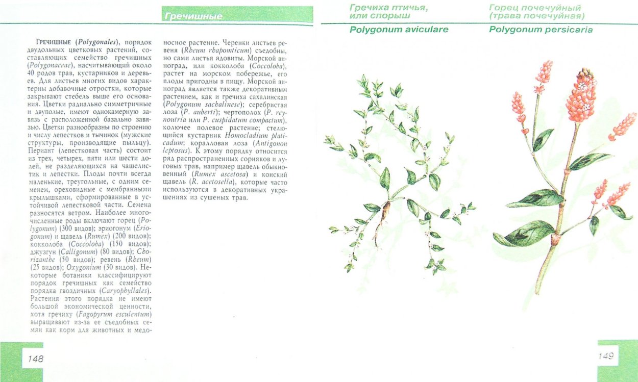Горец птичий (Polygonum aviculare)