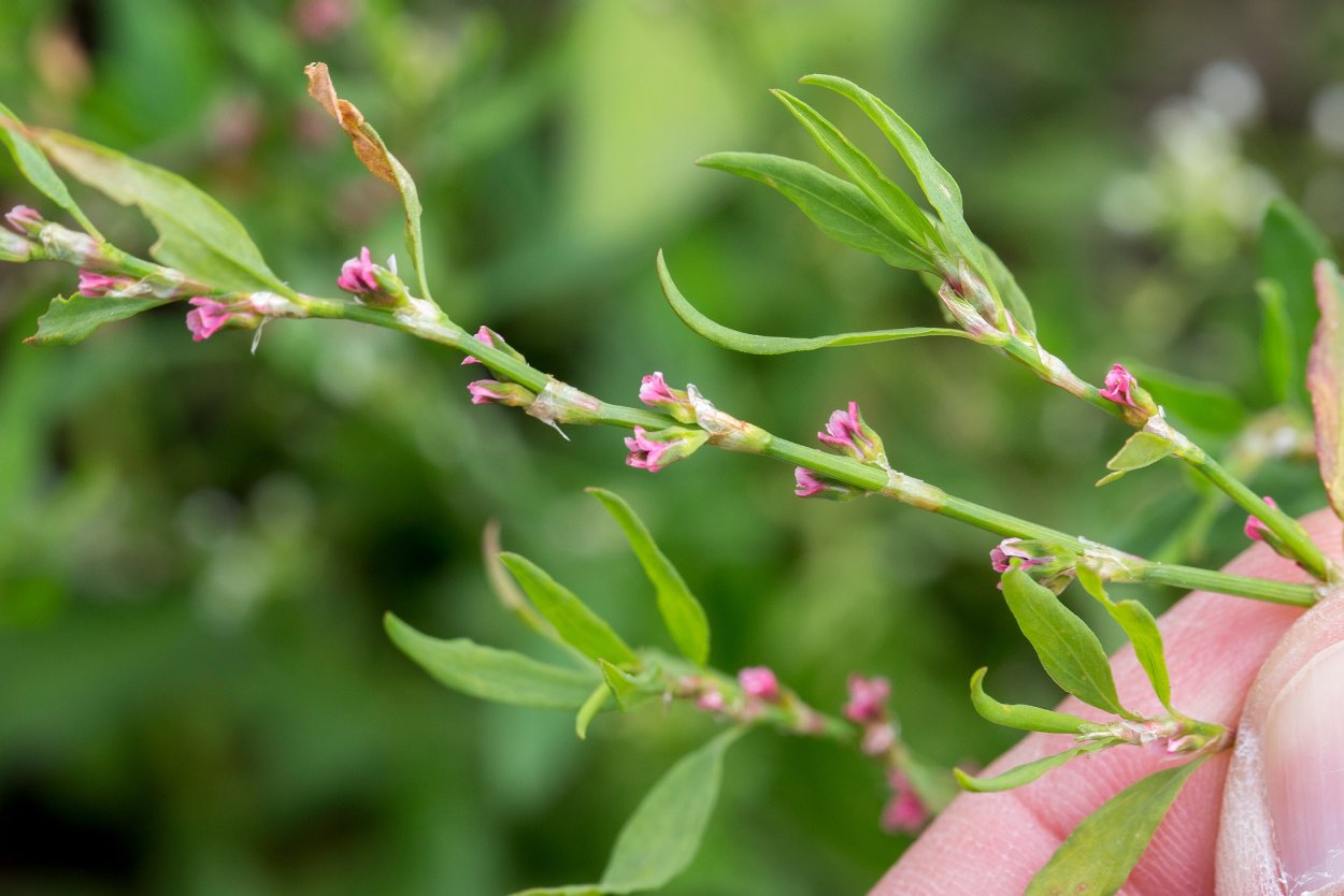 Птичья гречишка