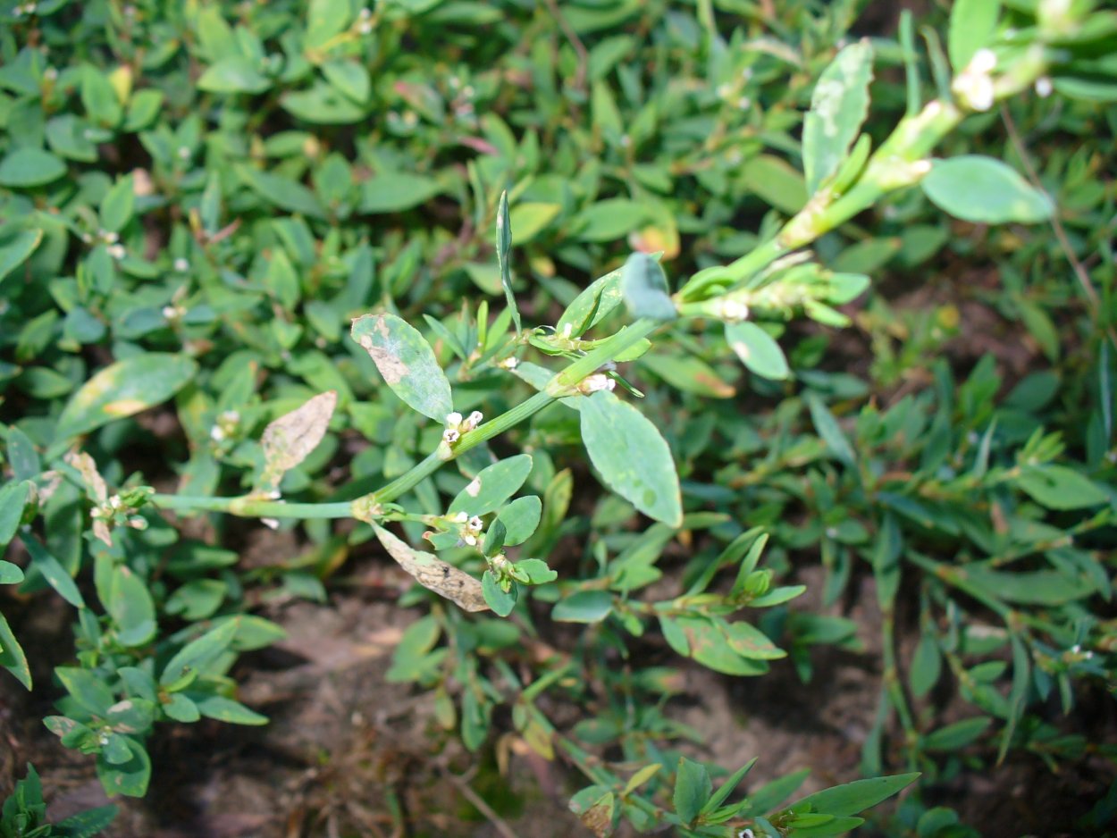 Спорыш трава