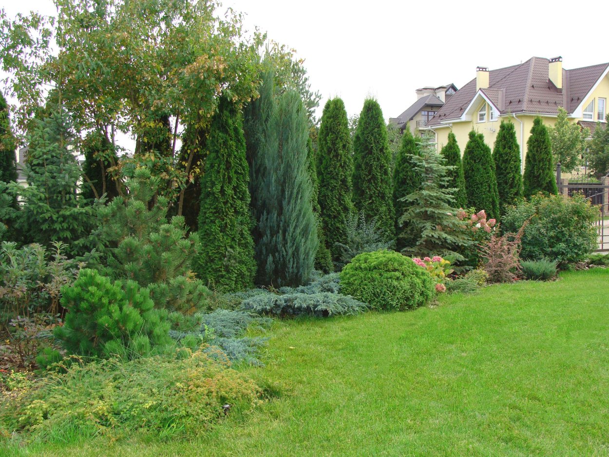 Изгородь из хвойных и лиственных