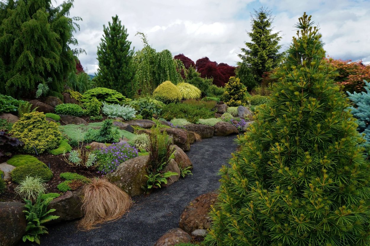 Пинарий хвойники