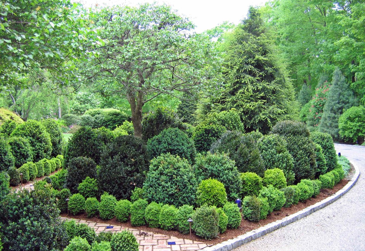 Самшит и можжевельник