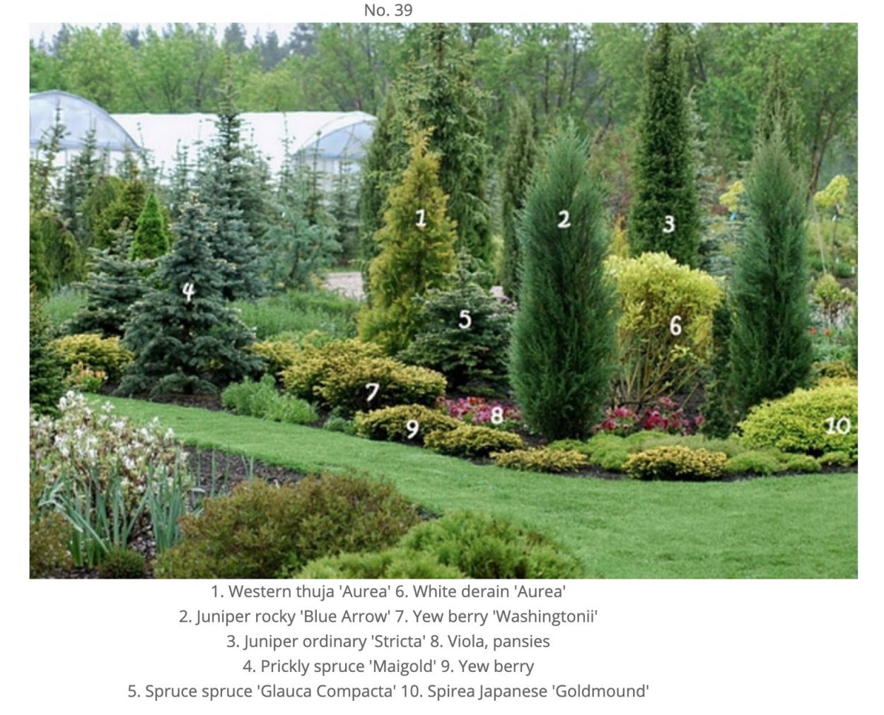 Можжевельник Блю Эрроу в миксбордере