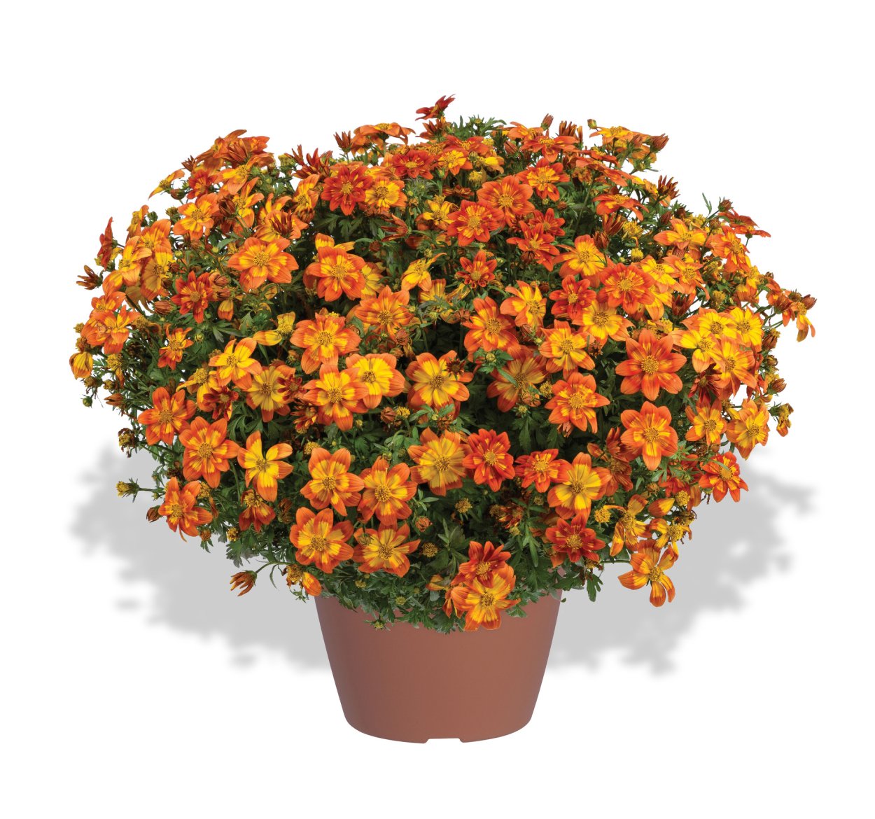 Биденс цветок