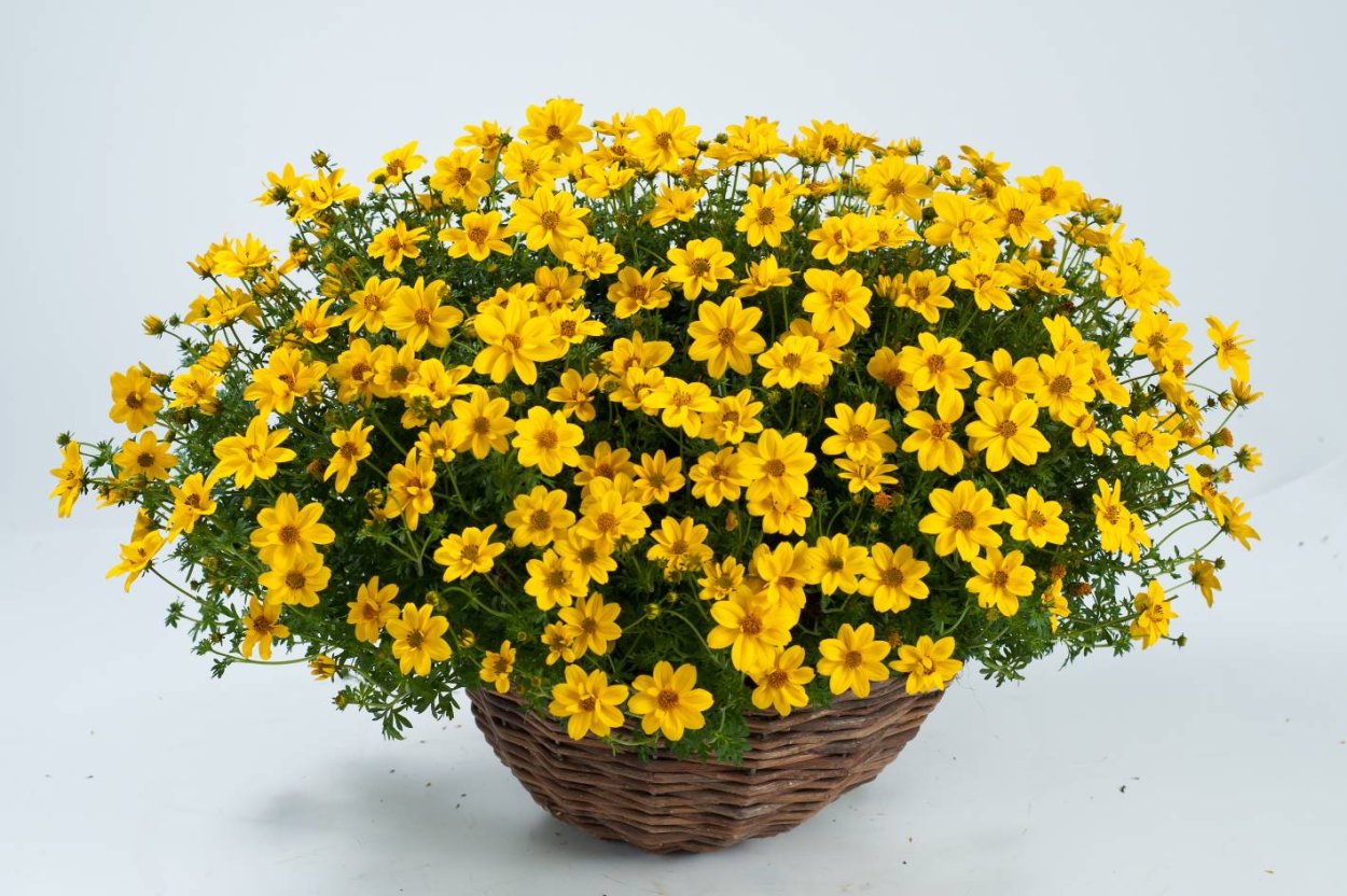 Череда ампельная биденс