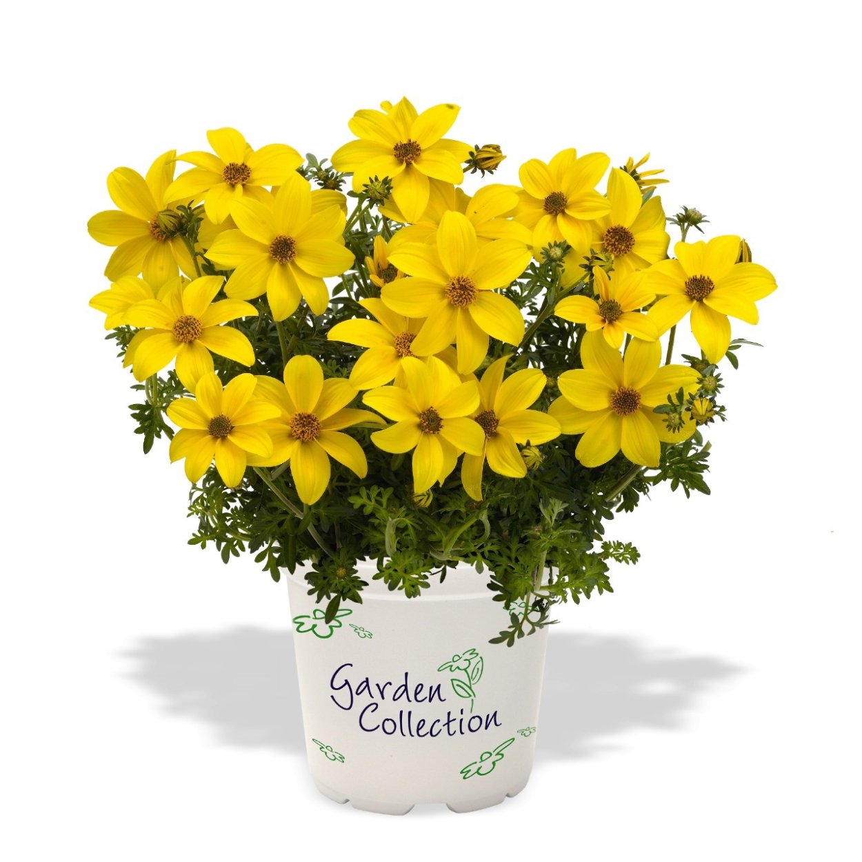 Биденс ампельный микс