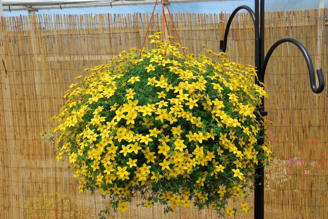 Бархатцы биденс