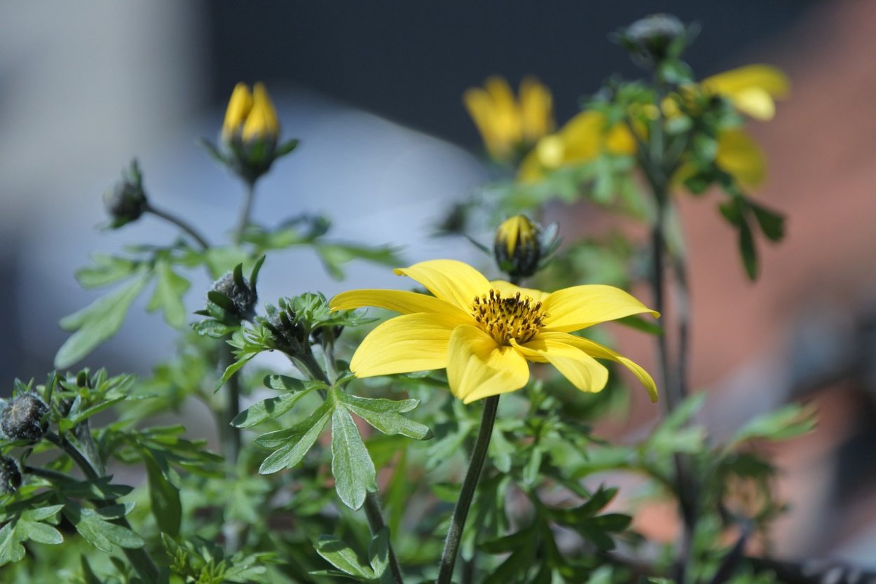 Биденс биди бум Еллоу Биг