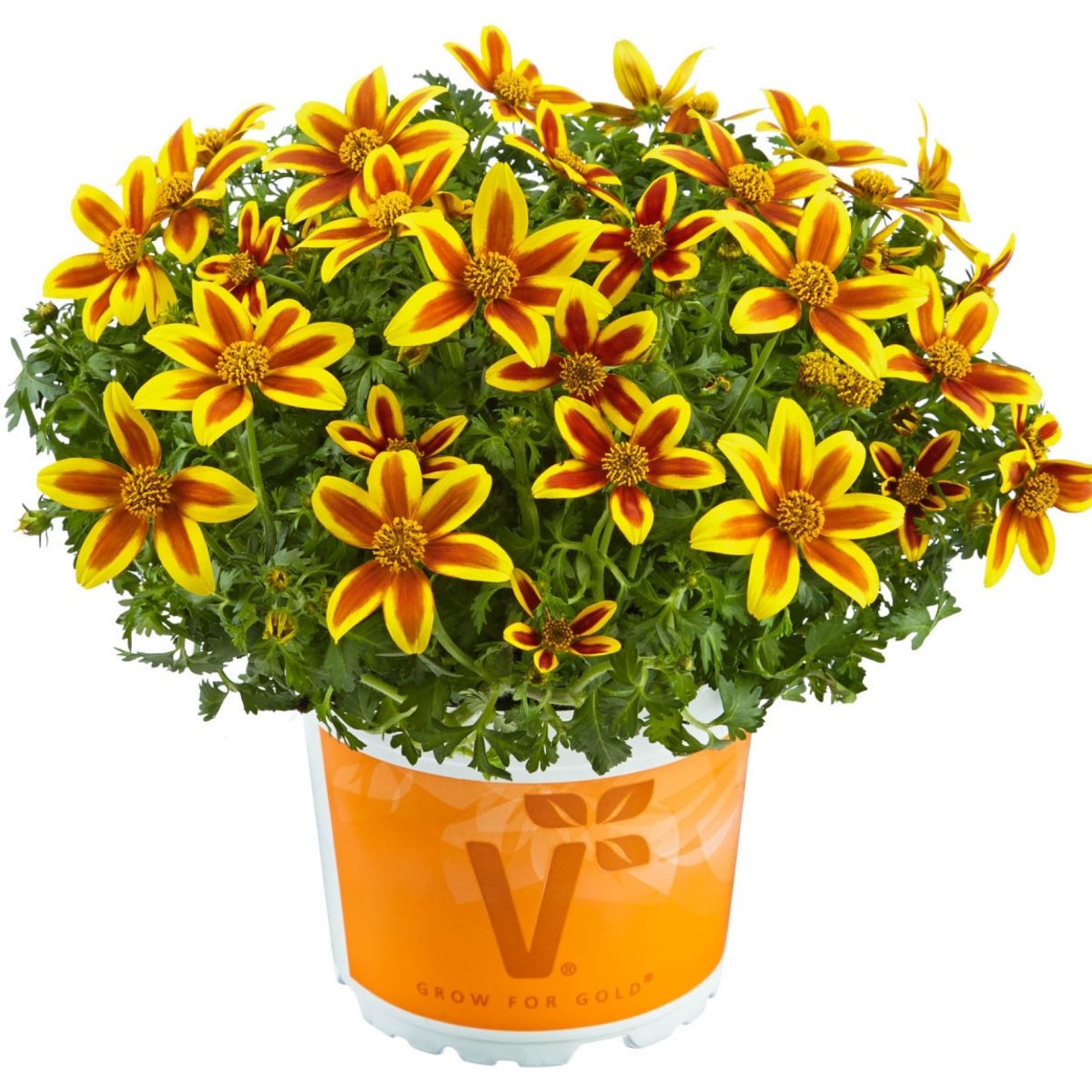 Санвиталия ампельная