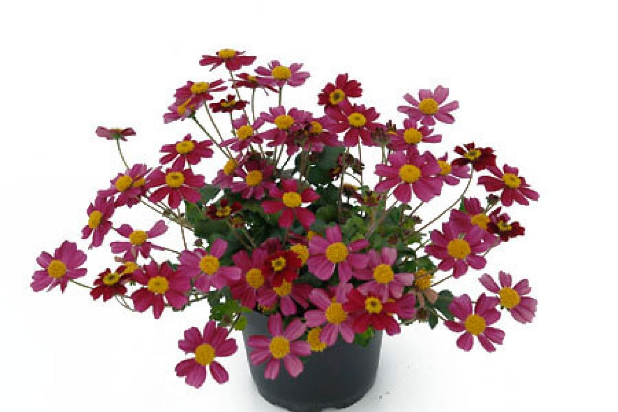 Цветы кореопсис Solanna Golden Sphere