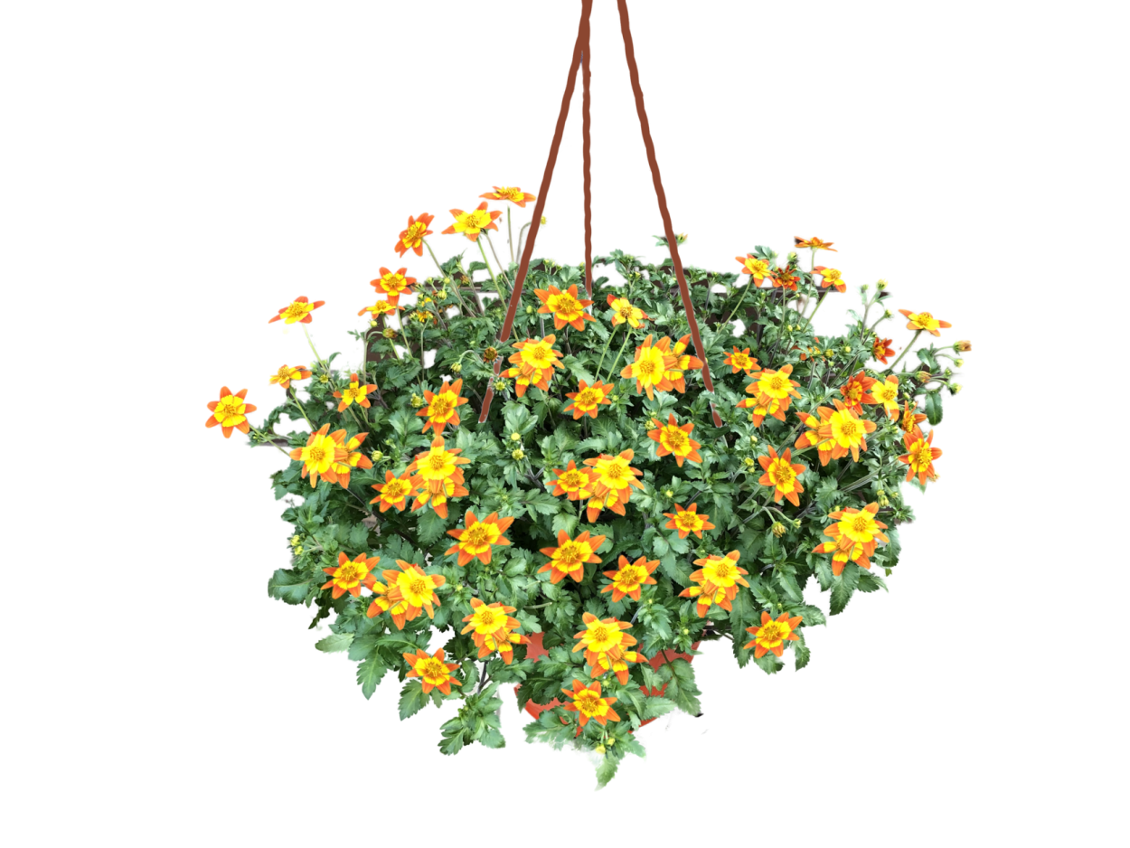 Биденс Dorado big Yellow