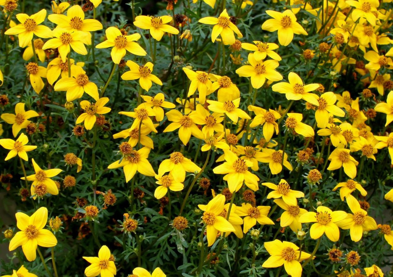 Биденс White Delight