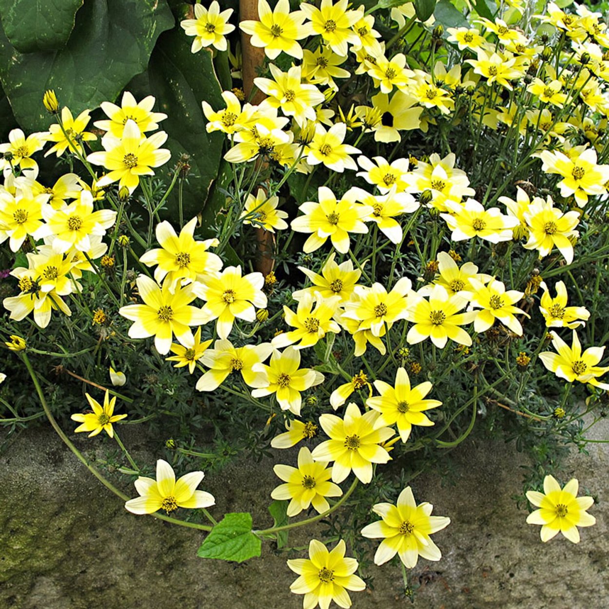 Биденс ферулелистная Beedance painted Red