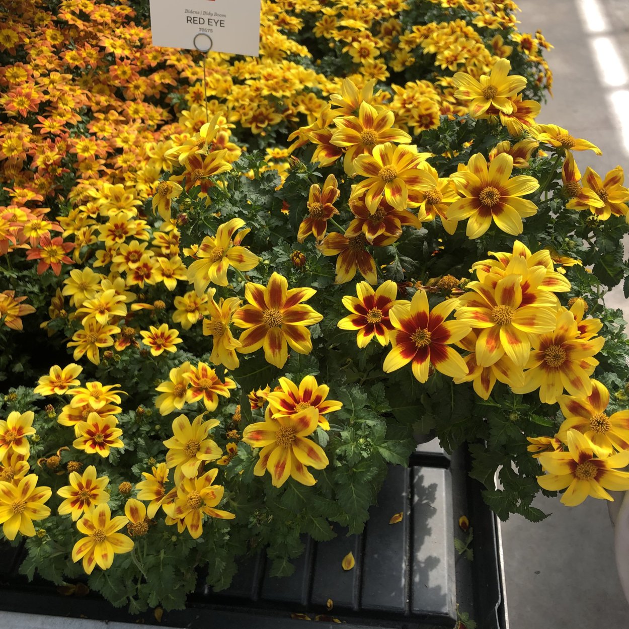 Биденс Еллоу Шарм