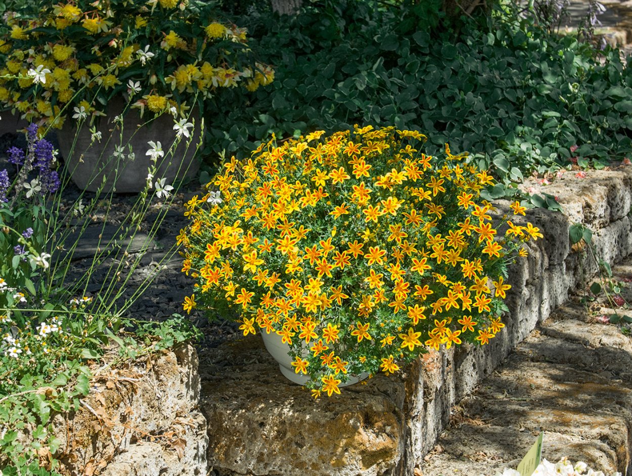 Череда ампельная биденс