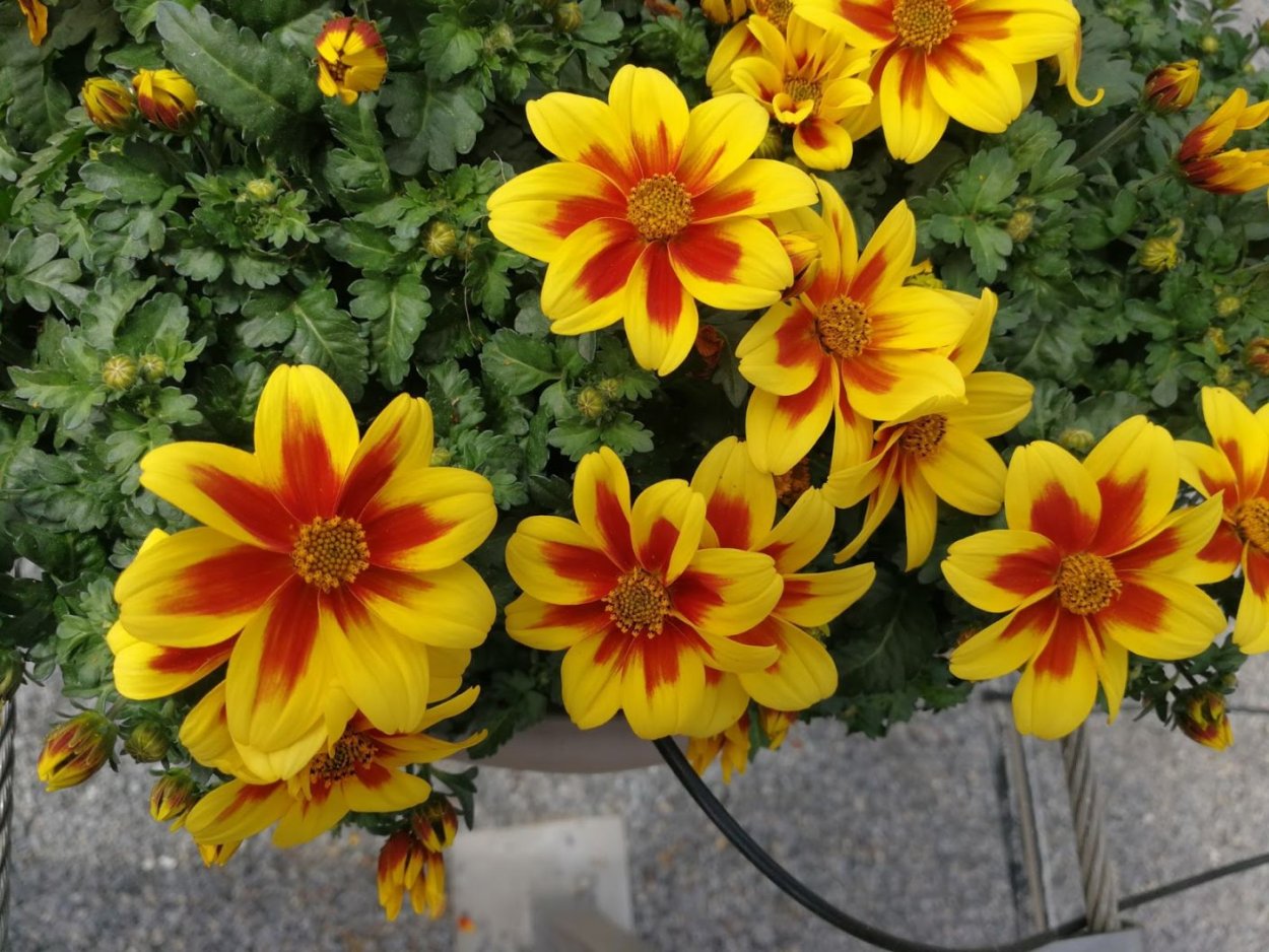 Череда биденс