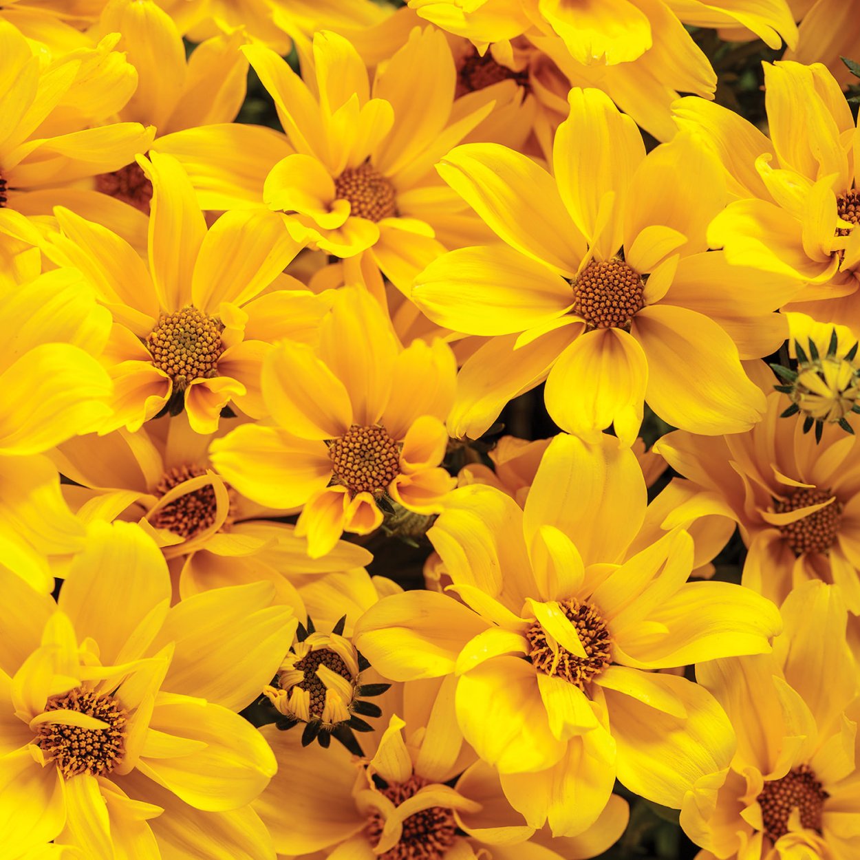 Биденс в ландшафтном дизайне