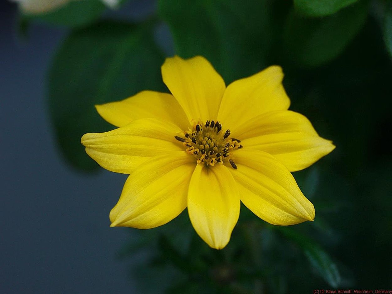 Санвиталия ампельная