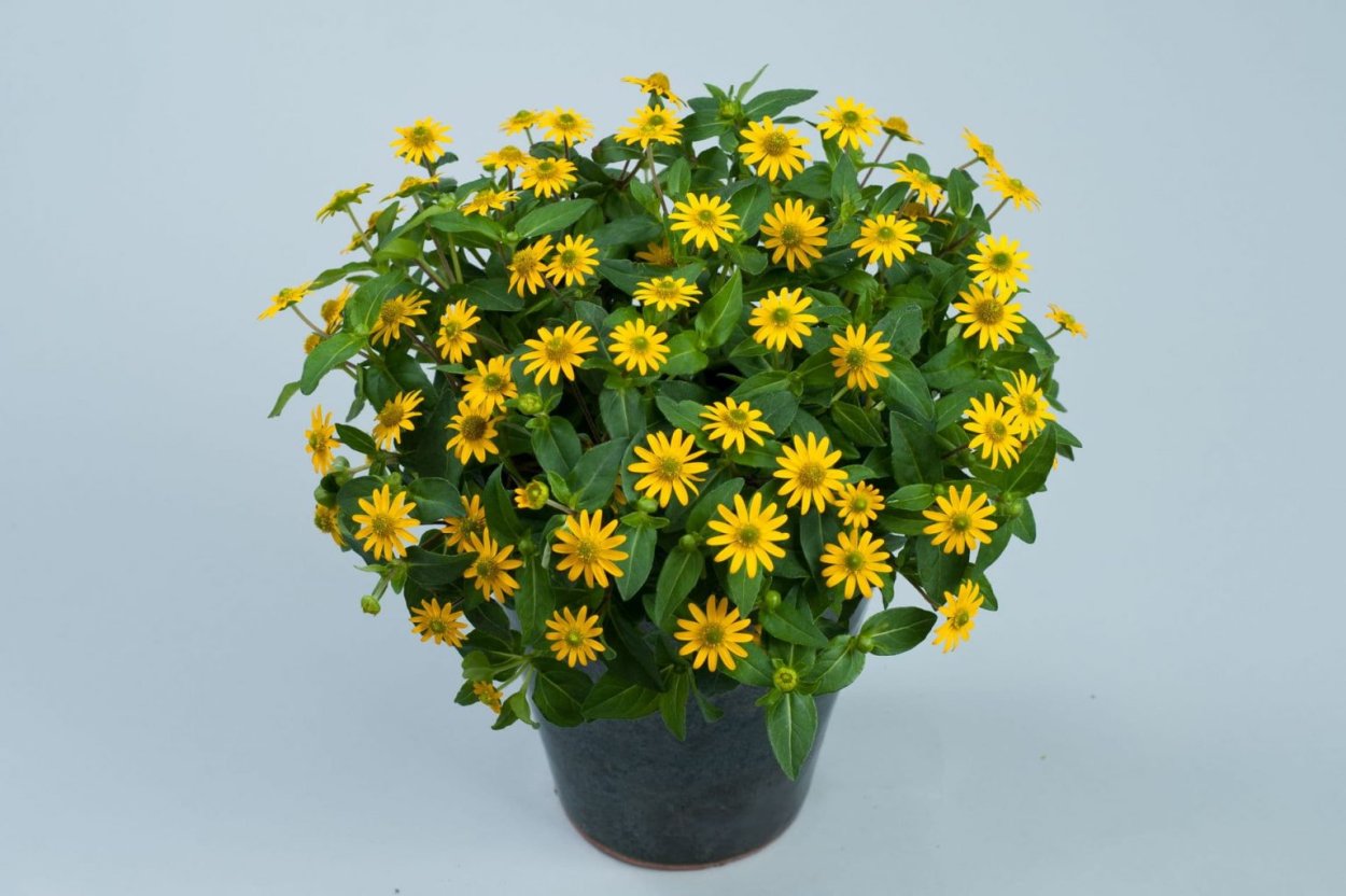 Биденс желтый сорта Хавкин Еллоу