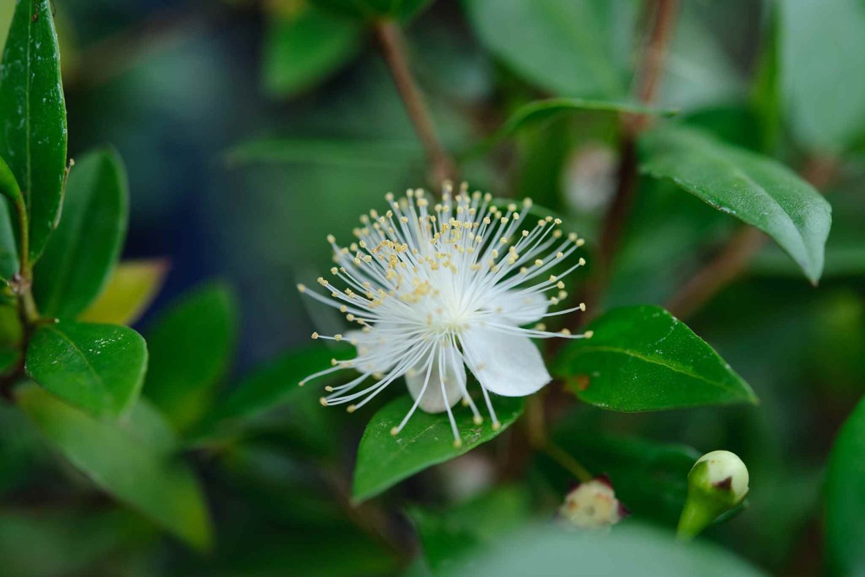 Вечнозеленый мирт. Мирт Myrtus communis. Мирт обыкновенный (Myrtus communis. Myrtus communis цветок. Мирт Flore pleno,.