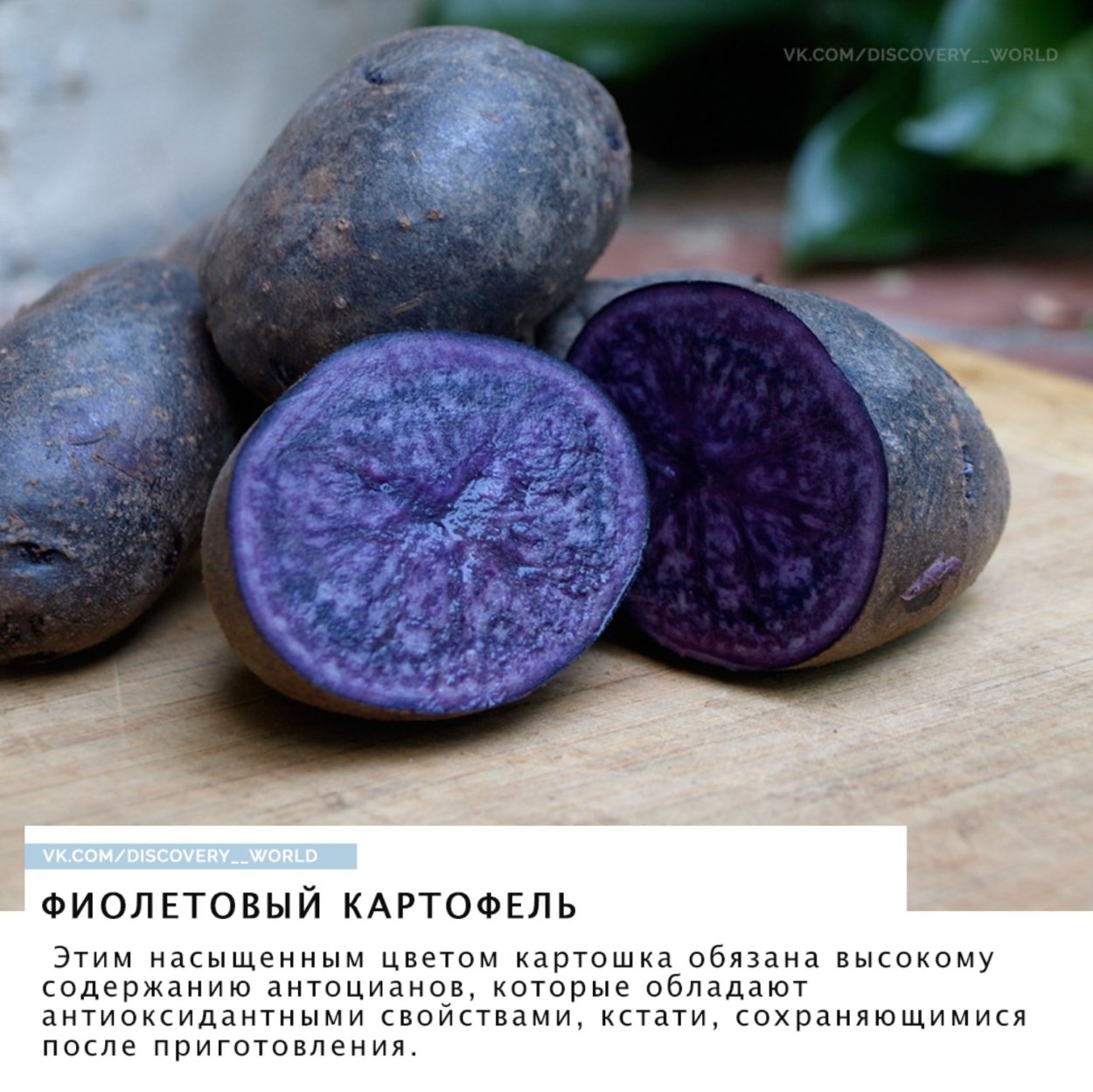 Гастроалоэ (хавортия)