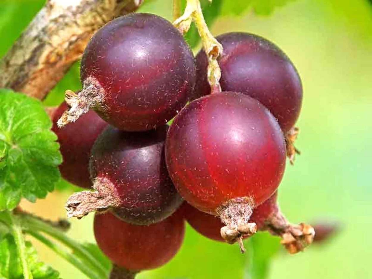 Смешные растения