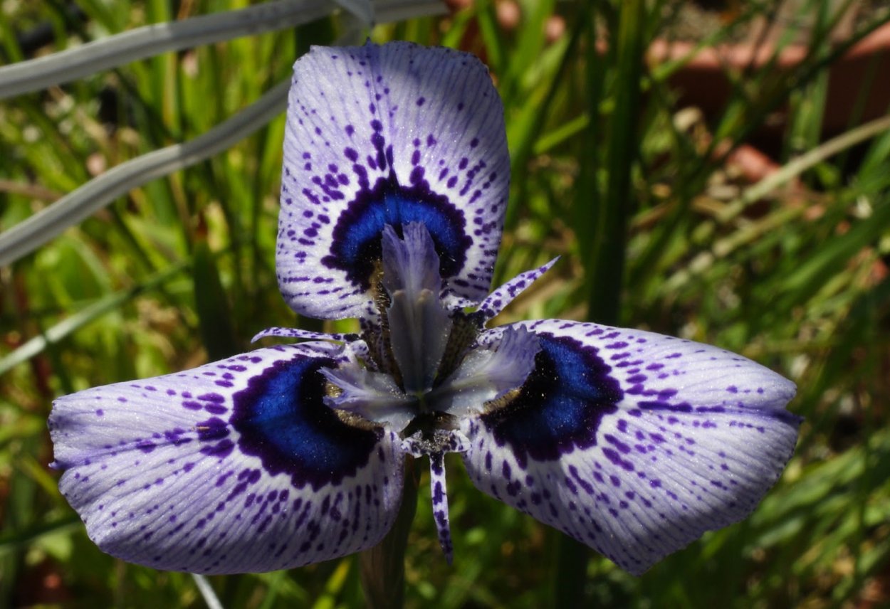 Актинидия бонсай