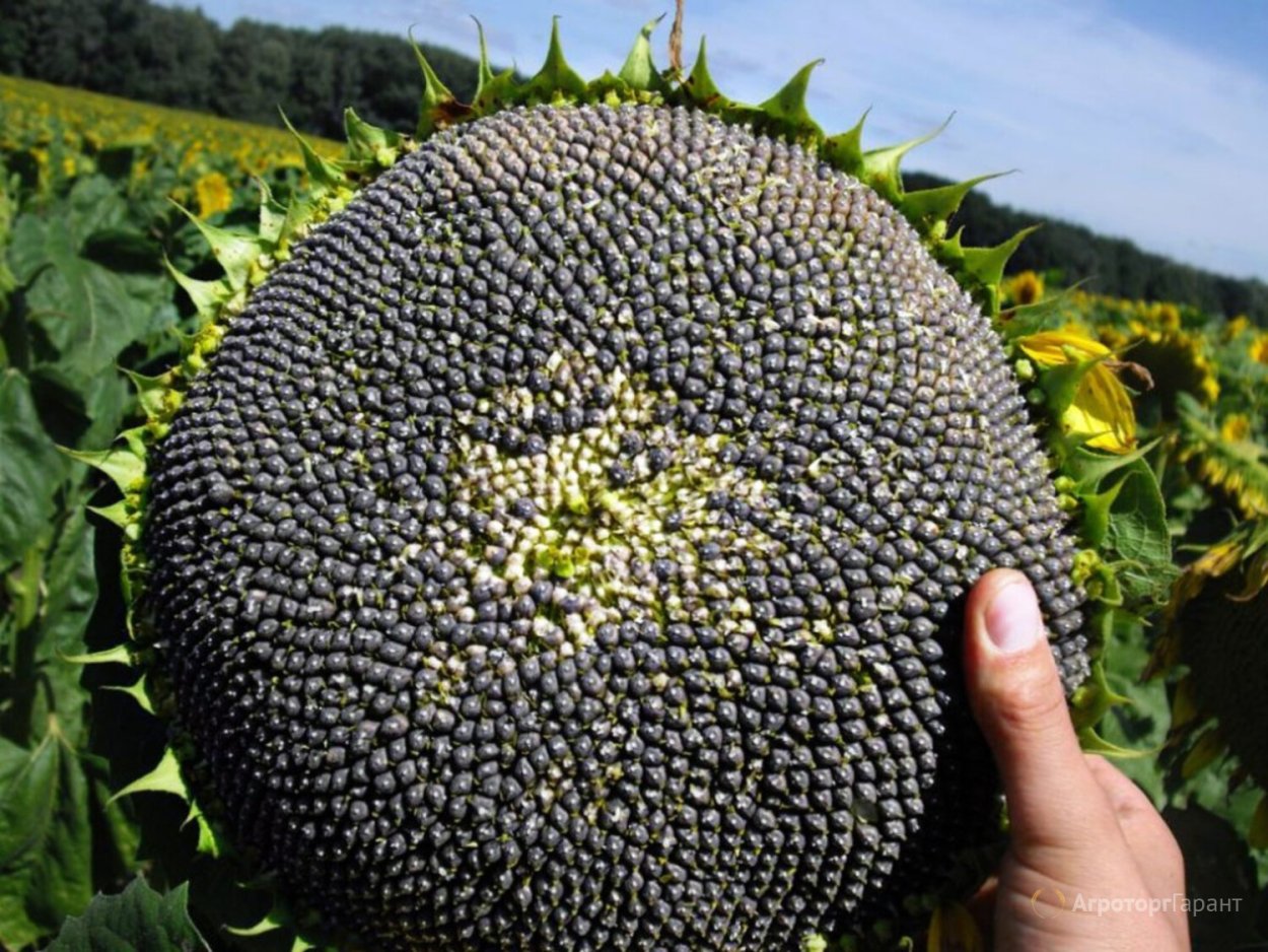 Сорт кукурузы Любава