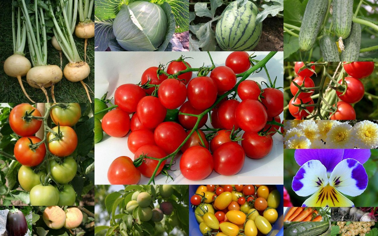 Селекция фруктов