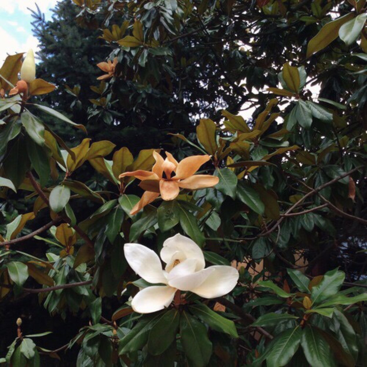 Морской СЛИЗЕНЬ Elysia chlorotica