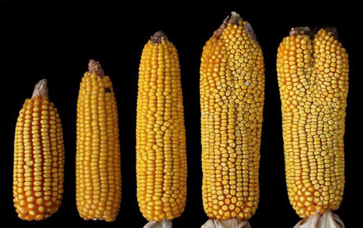 Тигровая Муха