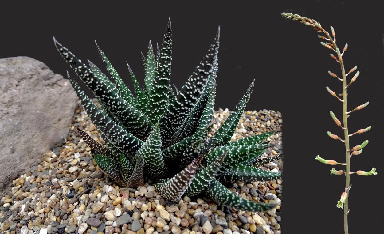 Кристина Бузина