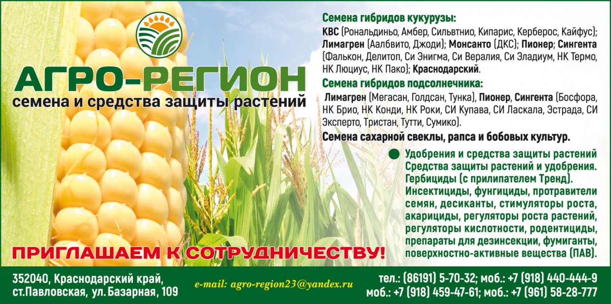 Черника гибрид