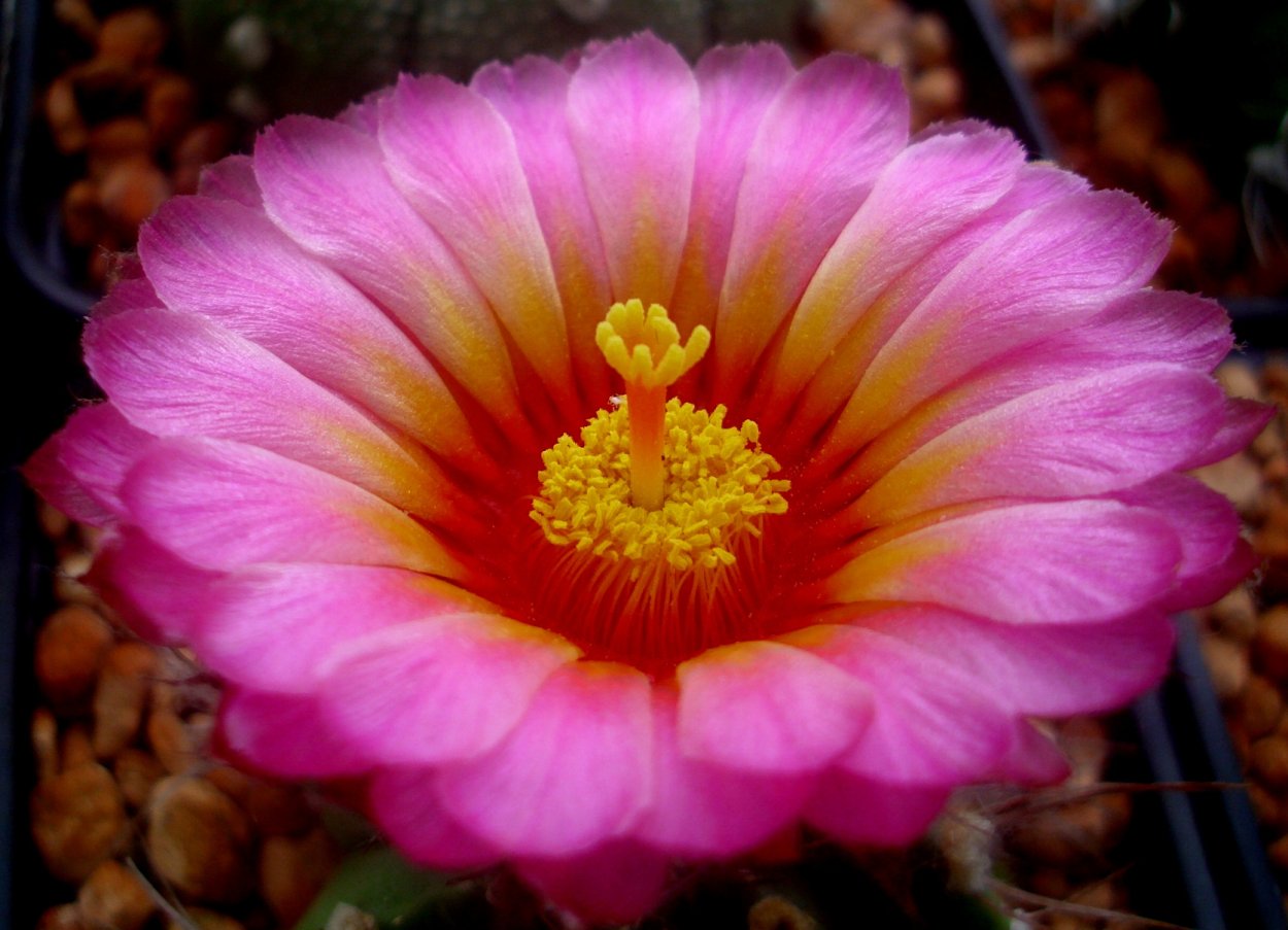 Бонсай цитрус каламондин