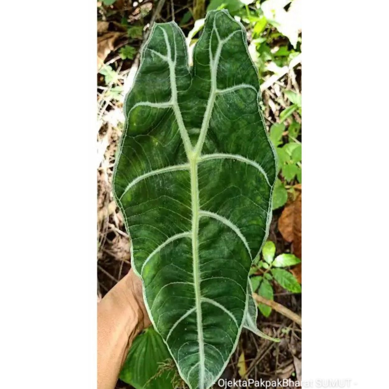 Алоказия heterophylla Silver