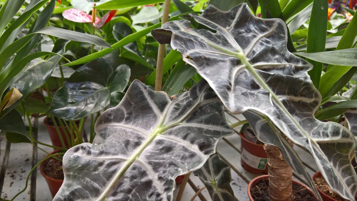 Алоказия Амазонская