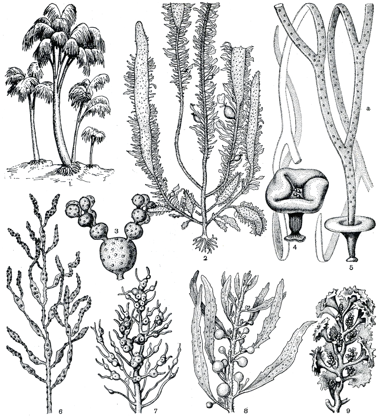 Форма таллома бурых водорослей