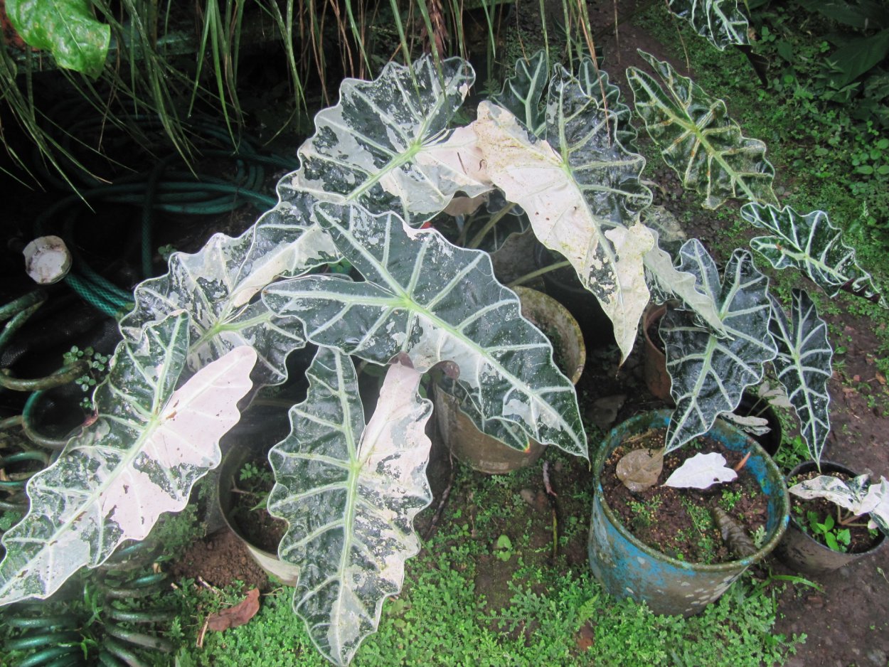 Антуриум Кларинервиум Хрустальный